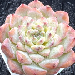 Real & Unique | Echeveria 'ice soul' - 'smoothie'