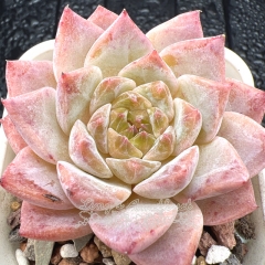 Real & Unique | Echeveria 'ice soul' - 'sakura'