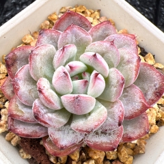 Real & Unique | Echeveria 'Scharnbride'/ 'Pattiti'