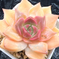 Real & Unique | Echeveria 'Violet Rose'