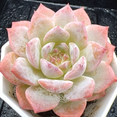 Real & Unique | Echeveria 'ice soul'- 'pure'