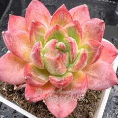 Real & Unique | Echeveria 'peach blossom forest'