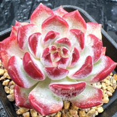 Real & Unique | Echeveria 'Desert Queen'