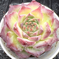 Real & Unique | Echeveria Queen