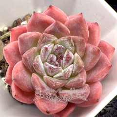 Real & Unique | Echeveria 'ice soul' - 'Pink Lover'