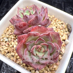 Real & Unique | Echeveria 'Dancing Birds' / 'Rose Medal' (Mini size)