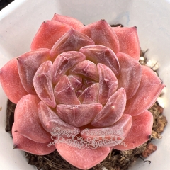 Real & Unique | Echeveria 'ice soul' - 'Pink Lover'