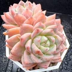 Real & Unique | Echeveria 'Zinfandel'