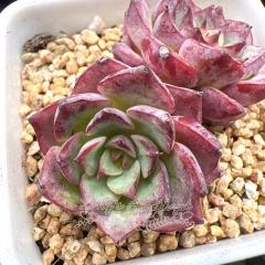 Real & Unique | Echeveria 'Dancing Birds' / 'Rose Medal' (Mini size)
