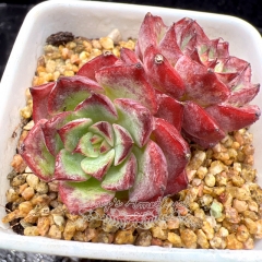 Real & Unique | Echeveria 'Dancing Birds' / 'Rose Medal' (Mini size)