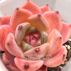 Real & Unique | Echeveria 'ice soul' - 'Pink Lover'