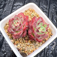 Real & Unique | Echeveria 'Dancing Birds' / 'Rose Medal' (Mini size)