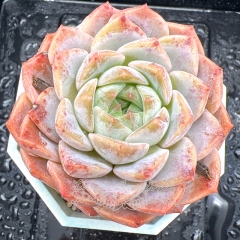 Real & Unique | Echeveria 'ice soul' - 'Original'