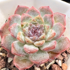 Real & Unique | Echeveria 'ice soul' - 'Ice Grape'