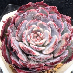 Real & Unique | Echeveria 'Bordeaux Rose'