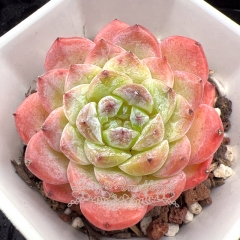 Real & Unique | Echeveria 'ice soul'