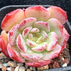 Real & Unique | Echeveria 'Cute Bear'