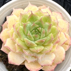 Real & Unique | Echeveria Queen