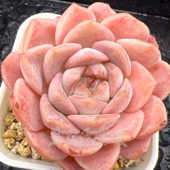 Real & Unique | Echeveria 'Auspicious Snow'