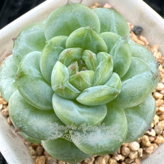 Real & Unique | Echeveria 'ice soul' - 'Green Diamond' (Mini size)