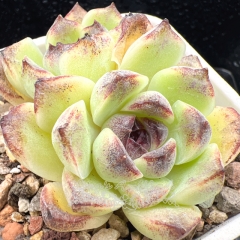 Real & Unique | Echeveria 'Bermuda'