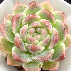 Real & Unique | Echeveria 'Ice Love' (Mini size)