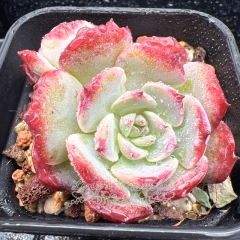 Real & Unique | Echeveria 'Cute Bear'