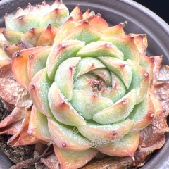 Real & Unique | Echeveria 'Pink Crystal'