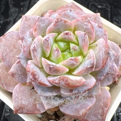 Real & Unique | Echeveria 'Star Queen'