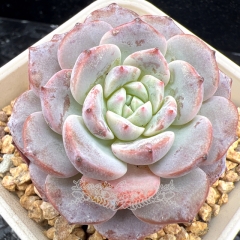 Real & Unique | Echeveria 'Lafite'