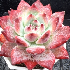 Real & Unique | Echeveria colorata 'Diamond'