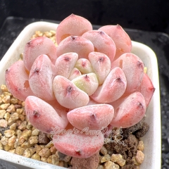 Real & Unique | Echeveria 'Viant' / 'Bi Ante'