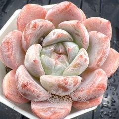 Real & Unique | Echeveria 'Fantasy Bubbles'