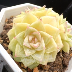 Real & Unique | Echeveria 'White Swan'