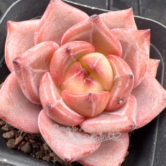 Real & Unique | Echeveria 'Charlotte Rose'