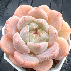 Real & Unique | Echeveria 'Fantasy Bubbles'