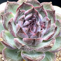 Real & Unique | Echeveria 'Blue enchantress'