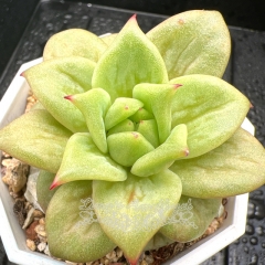 Real & Unique | Echeveria Agavoides Wrinkle Maria