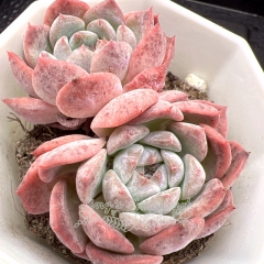 Real & Unique | Echeveria 'Snowflake candy'