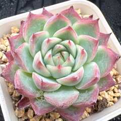 Real & Unique | Echeveria 'Pink Crystal'