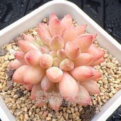 Real & Unique | Pachyphytum 'Machucae' sp - 'Candy'