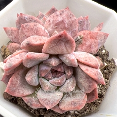 Real & Unique | Echeveria 'Snowflake candy'