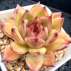 Real & Unique | Echeveria 'Chocolate Cream'