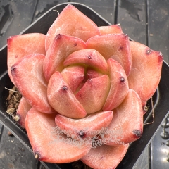 Real & Unique | Echeveria 'Charlotte Rose'