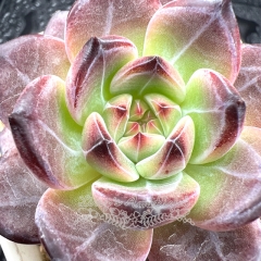 Real & Unique | Echeveria 'Daredevil'