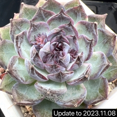 Real & Unique | Echeveria 'Blue enchantress'