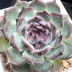 Real & Unique | Echeveria 'Blue enchantress'