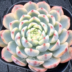 Real & Unique | Echeveria minima variegata