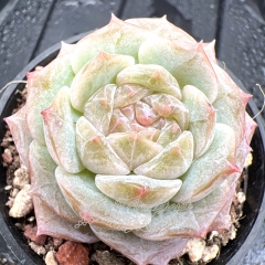 Real & Unique | Echeveria 'pure love'