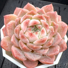 Real & Unique | Echeveria 'ice soul' - 'sakura'